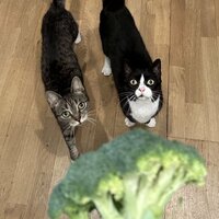 broccoli bandits