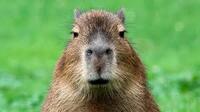 capybara 