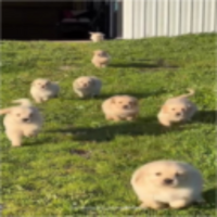 seven thousand puppies in a field