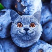 blueberry cat