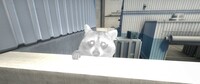 RaccoonMen