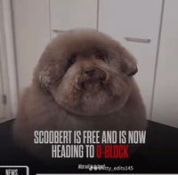 Ammomod Pupsiki