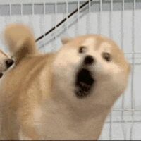 4dowwy