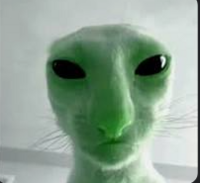 Team alien cat