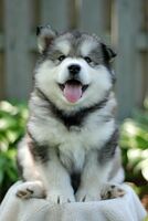 Husky
