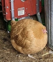 P2020
