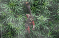Poison Tree