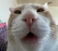 Catpatnova