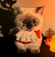 berk