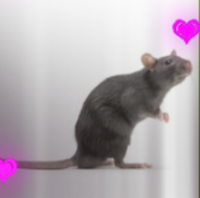 Rat (real)