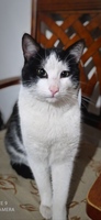 PomiDor